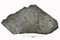 Astropecten lorioli